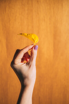 Hand with yellow leaf on wood