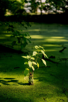 Tree shoots in a pond