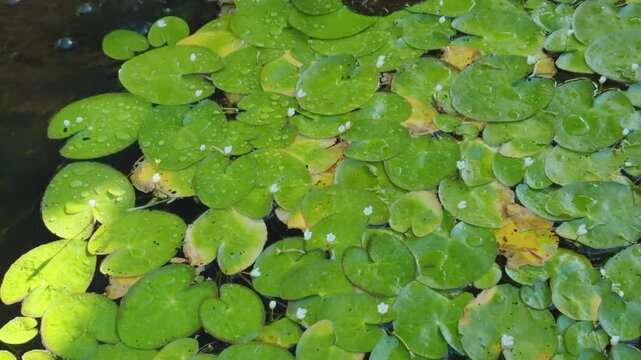 Probably Hydrocharis dubia. Hydrocharis is a genus of aquatic plants in the family Hydrocharitaceae. Wailea, South Maui, Hawaii. 