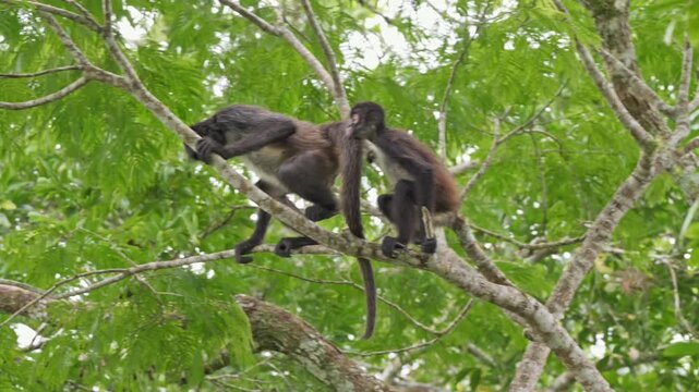 group of funny Geoffroy's spider monkey (Ateles geoffroyi vellerosus) in Yaxha Mayan Ruins, Peten, Guatelmala, Central America