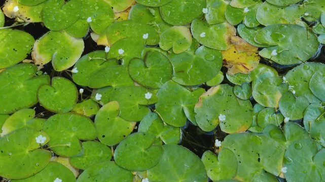 Probably Hydrocharis dubia. Hydrocharis is a genus of aquatic plants in the family Hydrocharitaceae. Wailea, South Maui, Hawaii. 