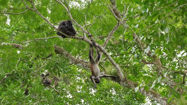 group of funny Geoffroy's spider monkey (Ateles geoffroyi vellerosus) in Yaxha Mayan Ruins, Peten, Guatelmala, Central America