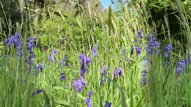 bluebells amongst long grass in a field and woodland glade in spring