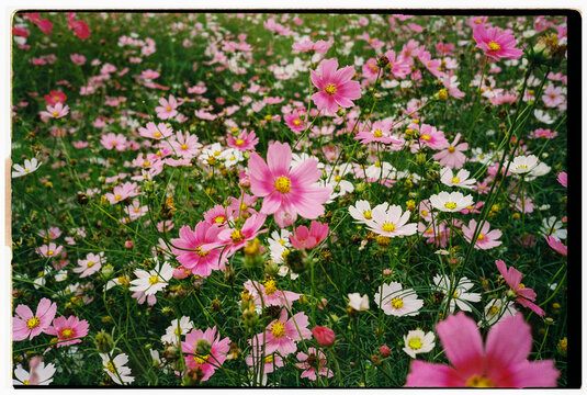 Springtime. Pink Flowers Bloom Field. Film