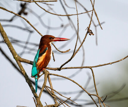 White-throated kingfisher (Halcyon smyrnensis) in its natural habitat