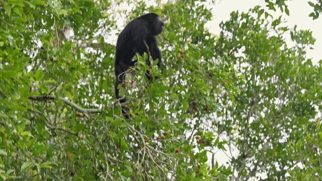 Guatemalan or Yucatan Black Howler Monkey (Alouatta pigra)  in Yaxha Mayan Ruins, Peten, Guatelmala, Central America