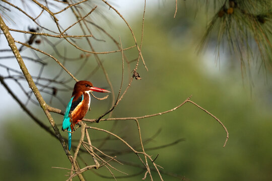 White-throated kingfisher (Halcyon smyrnensis) in its natural habitat