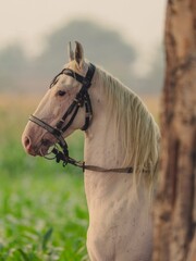 A White Horse