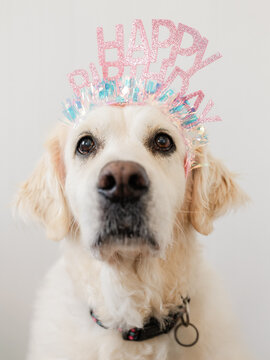 Birthday photo of an 11 year old golden retriever