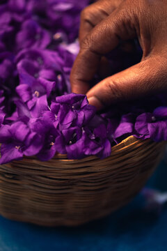 Stills of Bluebell Barleria
