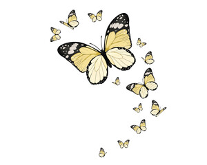 yellow monarch exotic tropical flock of butterflies butterfly on white background