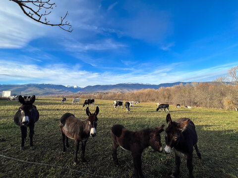 Donkeys standing in a Puigcerda field with mountains