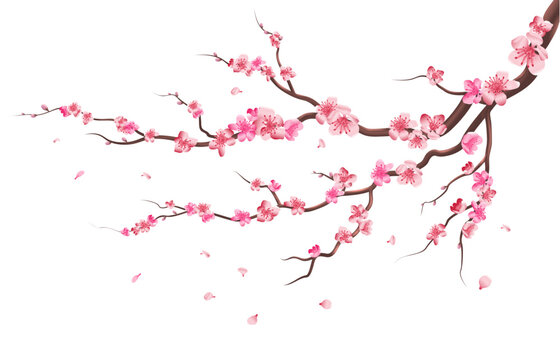 Sakura branch. Pink flowers blooming. Cherry tree
