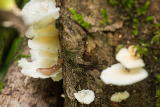 Closeup of slug on tree bark with fungi