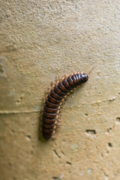 millipede crawling a wall