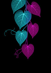 digital illustration of transparent leaves in turquoise and magenta on a black background.