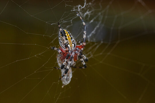 Dynamic Argiope aurantia Spider Weaving Web with Captured Insect