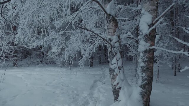 snowy forest