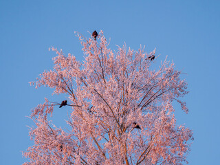  A winter tree with birds perched on it and a blue sky in the background