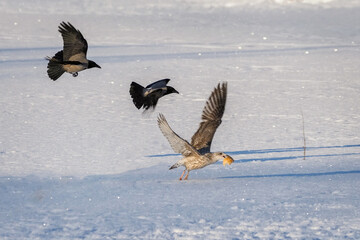 The battle of birds for a piece of bread in winter.