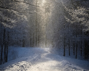 A snowy path with trees in the background