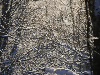 A tree with snow on it and the branches are bare