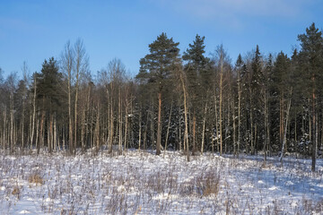 Snowy forest, winter natural background.