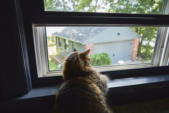 Cat sitting on a windowsill