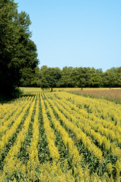 Sorghum Crop with Tree Line