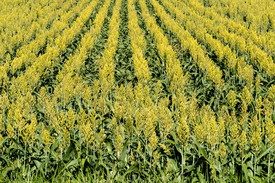 Sorghum Field in Aligned Rows