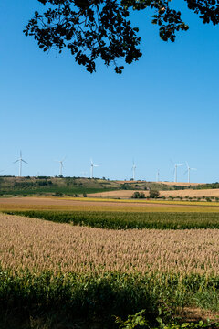 Wind Turbines Above Farmland, Framed by Tree Branches