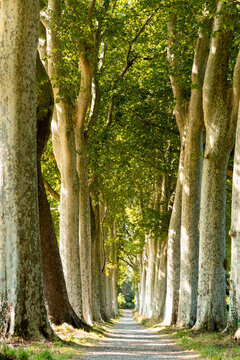 Empty Tree-Lined Path Through Plane Tree Avenue