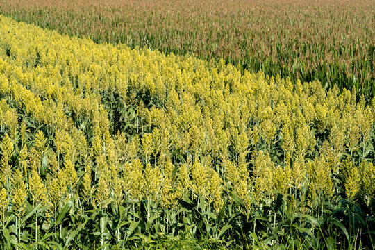 Sorghum Crop in Summer Field