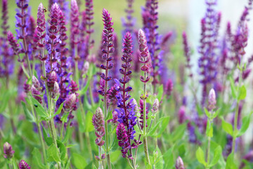 Obraz premium Sage (salvia nemorosa) grows in the wild