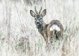Samiec sarny (kozioł) na zaoranym polu o zmierzchu. Dzika przyroda w naturalnym środowisku, spokojna scena z polskiej wsi. Fotografia przyrodnicza w ciepłych, ziemistych barwach i miękkim świetle. © Henryk Niestrój