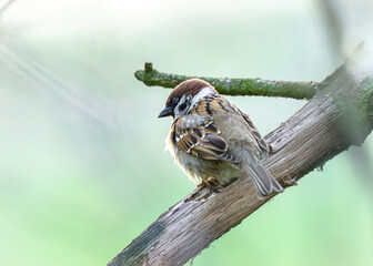 Portret mazurka (wróbla polnego) siedzącego na suchej gałęzi drzewa na tle jasnej, zielonej roślinności w miękkim świetle. © Henryk Niestrój