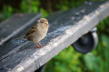 Mały wróbel zwyczajny siedzący na krawędzi ciemnej, drewnianej ławki, spoglądający za siebie na tle rozmytej zieleni parku. © Henryk Niestrój