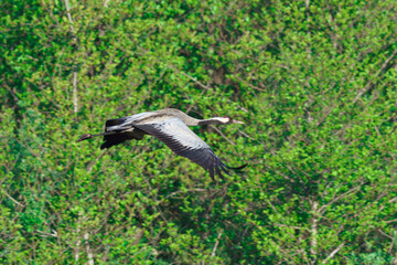 Żuraw zwyczajny (Grus grus) w locie na tle zielonego lasu. Majestatyczny ptak z rozpostartymi skrzydłami w naturalnym środowisku. Ujęcie dzikiej fauny polskiej w świetle dziennym. © Henryk Niestrój