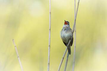 Trzciniak (Acrocephalus) śpiewający na łodydze trzciny. Mały ptak z szeroko otwartym dziobem na rozmytym żółtym tle. Profesjonalne ujęcie dzikiej przyrody w naturalnym środowisku. © Henryk Niestrój