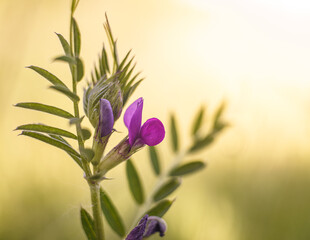 Artystyczne ujęcie makro dzikiej wyki ptasiej na ciepłym, złotym tle rozmytej łąki o zachodzie słońca. © Henryk Niestrój