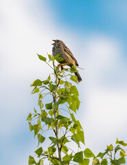 Potrzeszcz, mały brązowy ptak śpiewający z otwartym dziobem, siedzącego na samym czubku zielonego, liściastego drzewa. W tle widać błękitne, lekko zachmurzone niebo w miękkim rozmyciu © Henryk Niestrój