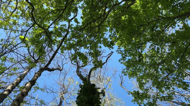 tree branches with green leaves blowing in gentle breeze against blue sky 