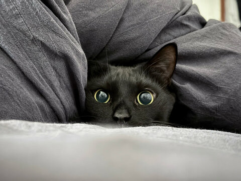 Cat hiding under blanket looks curious and alert