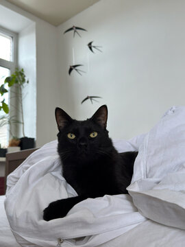 Cat resting on bed surrounded by white blankets