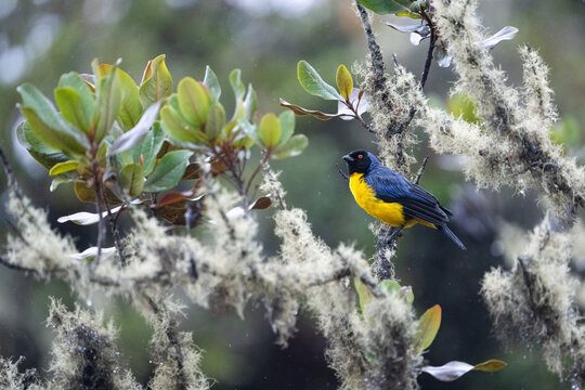Hooded Mountain Tanager. Colorful Andes bird