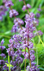 Obraz premium In nature, the blooms Salvia verticillata