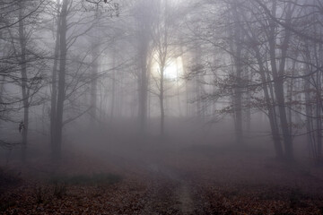 Naklejka premium A misty forest of bare trees, with soft sunlight filtering through the fog