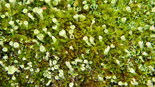 Lichen apothecia among mosses during damp winter days in Galicia, Spain.