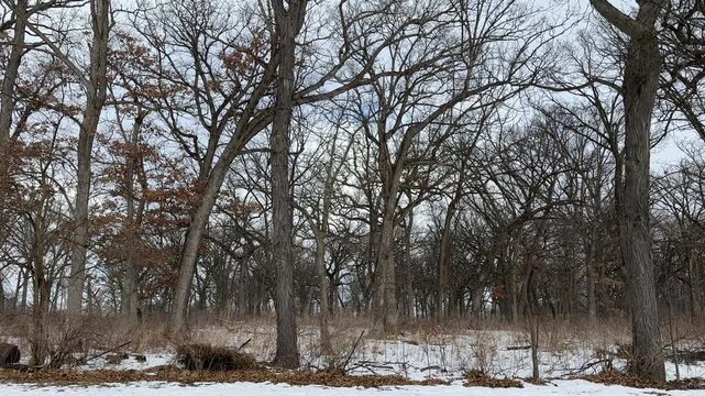 Snow flurries starting to fall in a peaceful forest in winter 