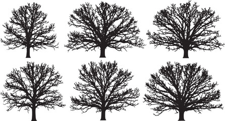 Black Solid Winter Bare Oak Tree Silhouettes Set of Six on White Background © Shakeel
